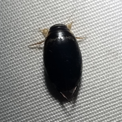 Thermonectus basillaris