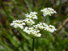 Perideridia parishii