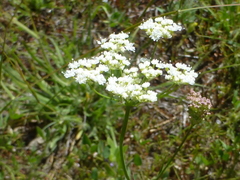 Perideridia parishii