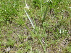 Perideridia parishii