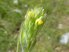 Castilleja tenuis