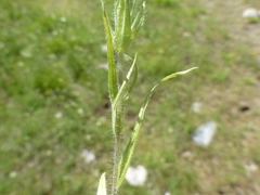 Castilleja tenuis