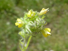 Castilleja tenuis