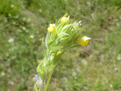 Castilleja tenuis