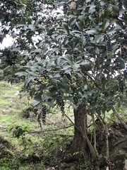 Citharexylum sulcatum