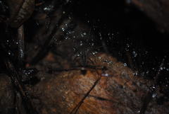 Corasoides australis