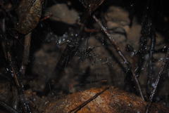 Corasoides australis