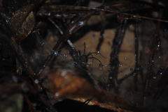 Corasoides australis