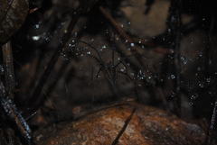 Corasoides australis