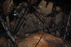 Corasoides australis