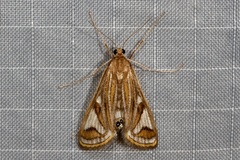 Strepsinoma foveata