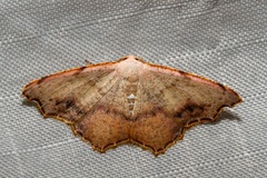 Epicompsa xanthocrossa