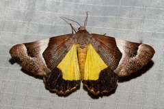 Niceteria macrocosma