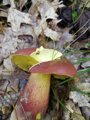 Baorangia