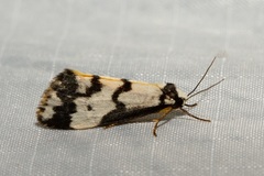 Philenora undulosa