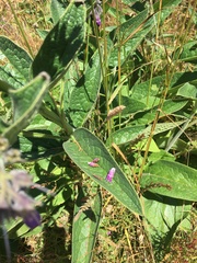 Symphytum × uplandicum