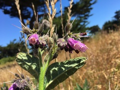 Symphytum × uplandicum