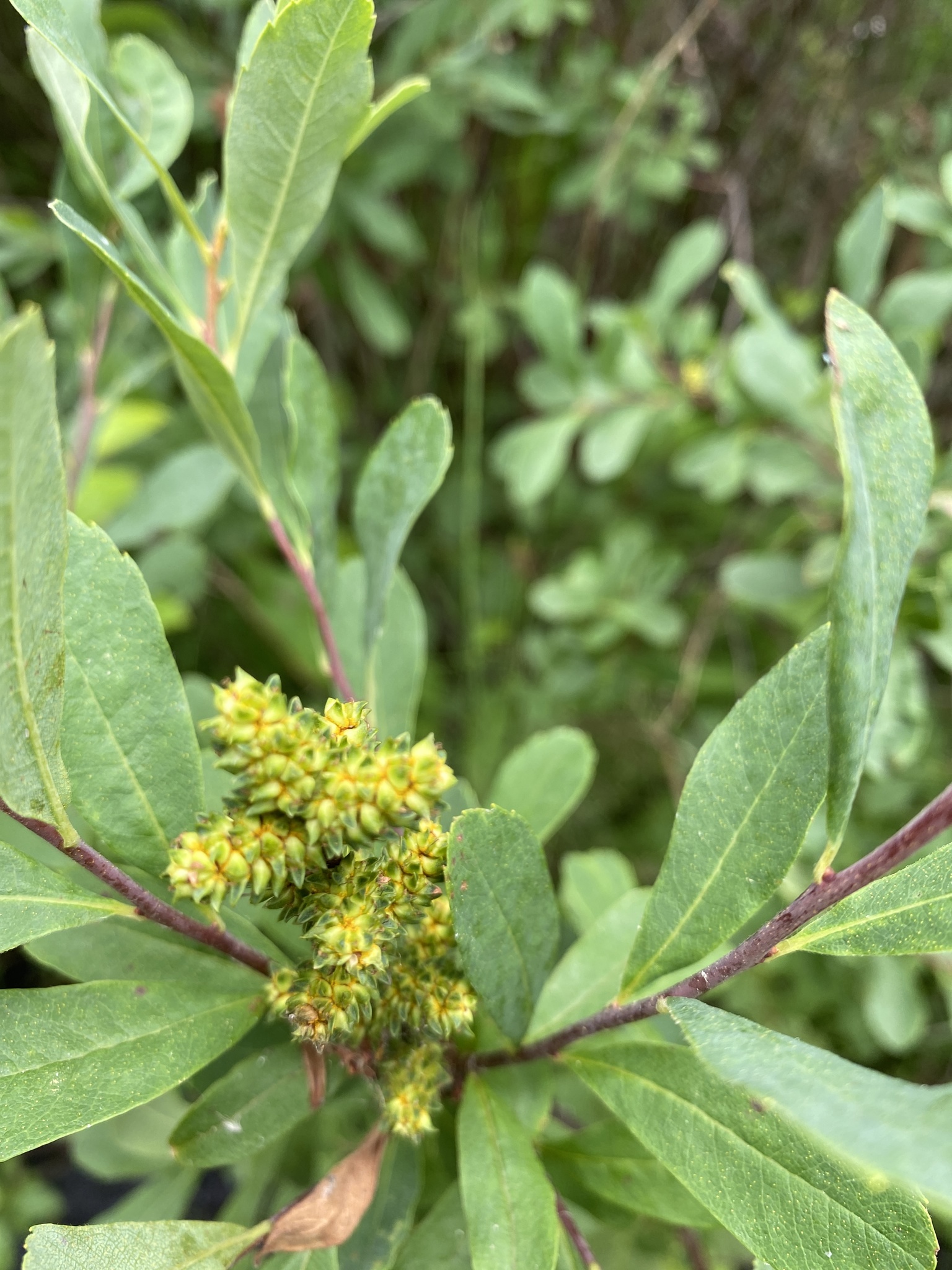 bog myrtle (Myrica gale)  iNaturalist