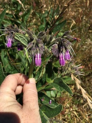 Symphytum × uplandicum