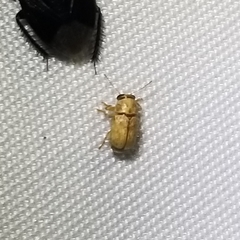 Pachybrachis diversus