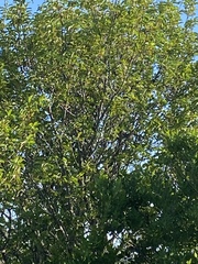 Pipilo erythrophthalmus