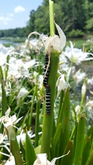 Xanthopastis regnatrix