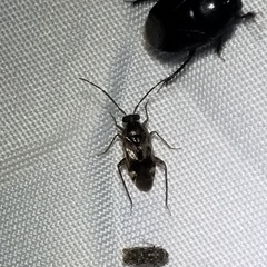 Eustictus