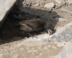 Geospiza conirostris