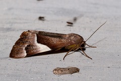 Niceteria macrocosma