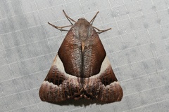 Niceteria macrocosma