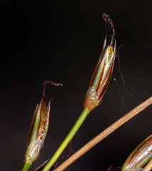 Juncus parryi