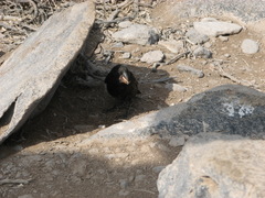 Geospiza conirostris