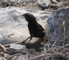 Geospiza conirostris