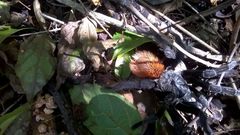 Tliltocatl epicureanus