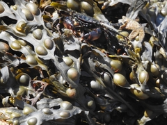 Pachygrapsus marmoratus