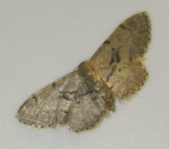 Idaea laevigata