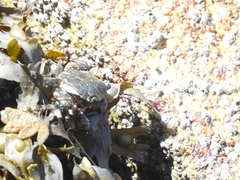 Pachygrapsus marmoratus