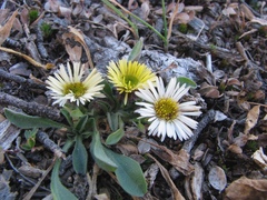 Erigeron × arthurii