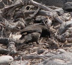 Geospiza conirostris