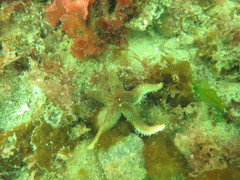 Anasterias antarctica