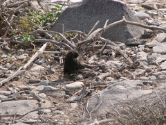 Geospiza conirostris