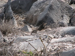 Geospiza conirostris