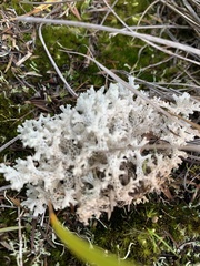 Pulchrocladia retipora