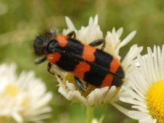 Trichodes favarius
