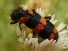 Trichodes favarius
