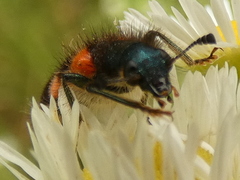 Trichodes favarius