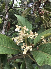Saurauia ursina