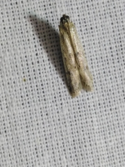 Homoeosoma nebulella