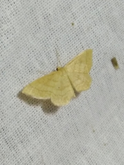Idaea rufaria