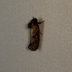 Acrolophus texanella